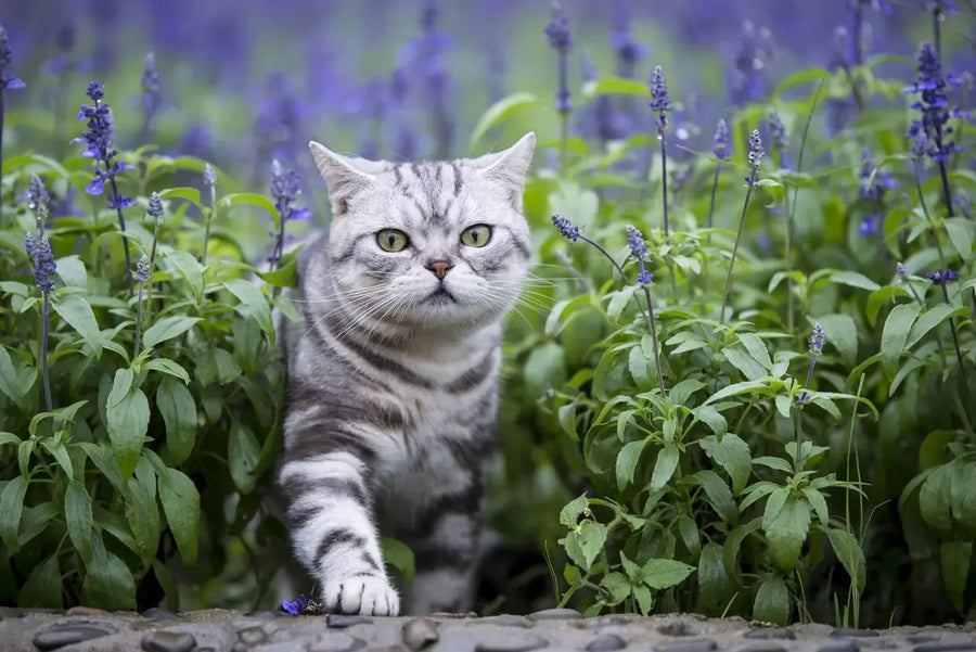 How Can Lavender Help Cats?