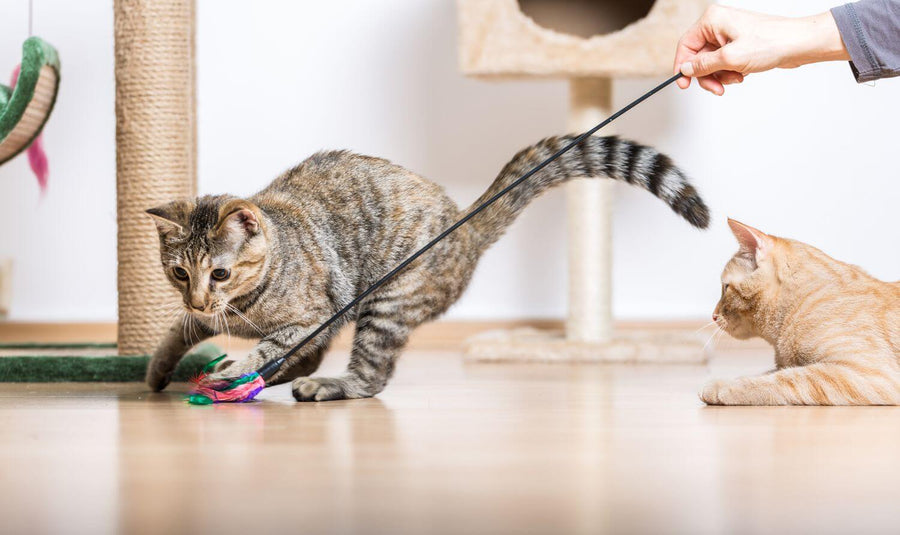 How Long Should I Play With My Cat?