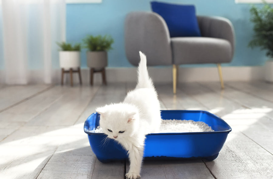 5 Cat Litter Hacks for the Smelliest Litter Boxes